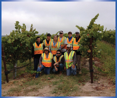 Group of nine workers standing in vineyard